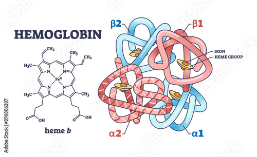 Hemoglobin chemical structure with polypeptide chain and heme group outline diagram, transparent background. Labeled educational scheme with scientific closeup and alpha or beta parts illustration.