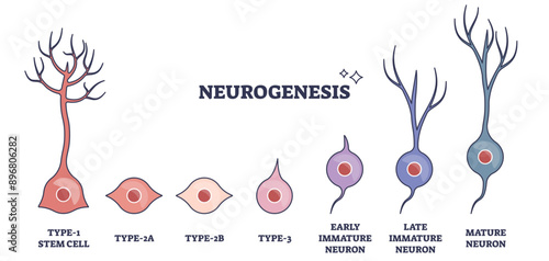 Neurogenesis process as stem cell growth to mature neuron outline diagram, transparent background. Neural anatomical development stages with early and late immature producing stages.