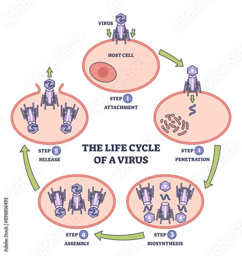 Life cycle of virus infection with development process stages outline diagram, transparent background. Labeled educational anatomical scheme with attachment, penetration.