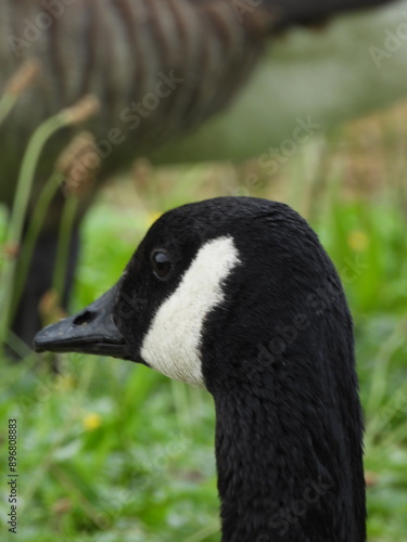 Canada Goose country goose head