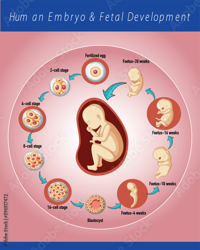 Human Embryo & Fetal Development
