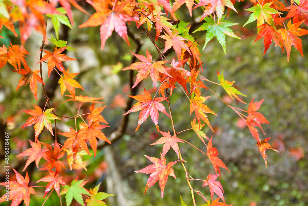 京都 大原 宝泉院 宝楽園 美しい秋の庭園と紅葉(日本京都府京都市)
Beautiful autumn garden and autumn leaves at Horakuen(Horaku-en,Hōraku-en), Hosen-in Temple(Hosenin Temple, Hōsen-in), Ohara, Kyoto,Japan 京都 大原 宝泉院 宝楽園 美しい秋の庭園と紅葉(日本京都府京都市)
Beautiful autumn garden and autumn leaves at Horakuen(Horaku-en,Hōraku-en), Hosen-in Temple(Hosenin Temple, Hōsen-in), Ohara, Kyoto,Japan