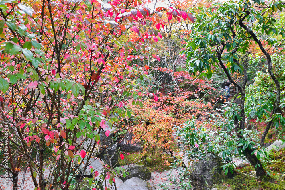 京都 大原 宝泉院 宝楽園 美しい秋の庭園と紅葉(日本京都府京都市)
Beautiful autumn garden and autumn leaves at Horakuen(Horaku-en,Hōraku-en), Hosen-in Temple(Hosenin Temple, Hōsen-in), Ohara, Kyoto,Japan 京都 大原 宝泉院 宝楽園 美しい秋の庭園と紅葉(日本京都府京都市)
Beautiful autumn garden and autumn leaves at Horakuen(Horaku-en,Hōraku-en), Hosen-in Temple(Hosenin Temple, Hōsen-in), Ohara, Kyoto,Japan