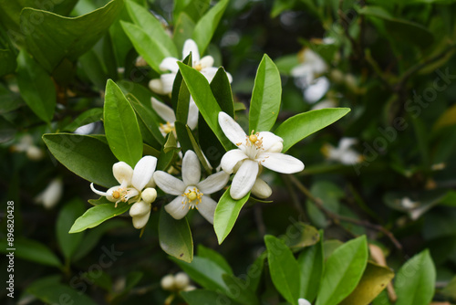 White little flower on orange tree, Blossoming orange tree flowers, closeup of Orange tree branches with white flowers, buds and leaves, Chakwal, Punjab, Pakistan