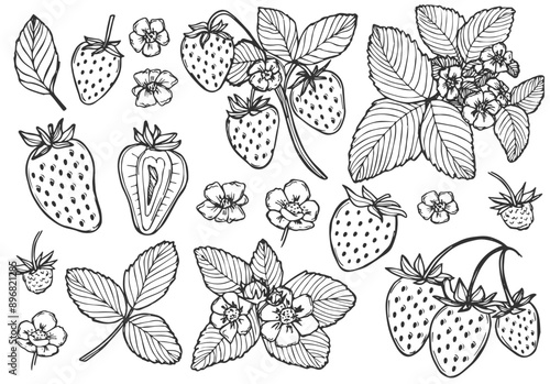 Vector strawberry line art illustrations set, hand drawn botanical outline drawing. Summer fruit monochrome sketch. Isolated design elements for coloring books, background, pattern, packaging, logo.