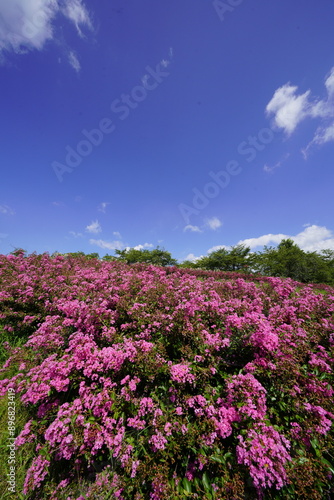 Wallpaper Mural 青空に映える百日紅のピンクの花 Torontodigital.ca