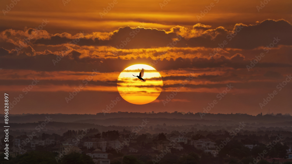 Silhouette of a pigeon flying past the setting sun. Silhouette of a pigeon flying past the setting sun.