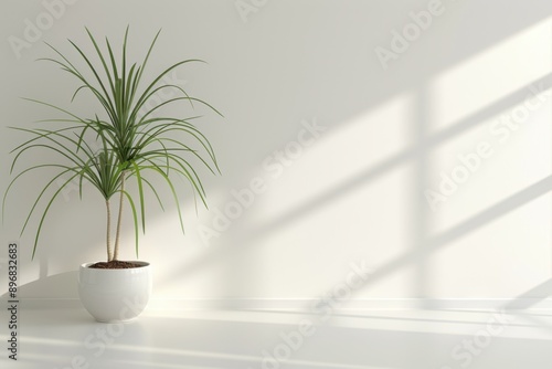 Modern Indoor Plants in Sunlit Room, Stylish indoor plants in minimalist white pots, illuminated by natural sunlight, perfect for modern home decor and interior design. 