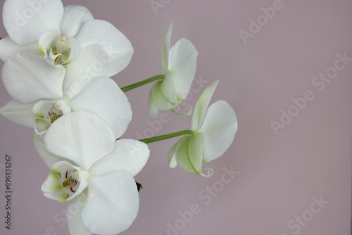 Macro White Orchid Isolated on Pink Purple Background Blank Copy Space Three Flowers 