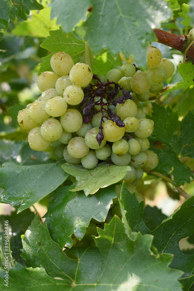Close up of grapes hanging on Vine, Hanging grapes. Grape farming. Grapes farm. Tasty green grape bunches hanging on branch. Grapes With Selective Focus on the subject, Chakwal, Punjab, Pakistan Close up of grapes hanging on Vine, Hanging grapes. Grape farming. Grapes farm. Tasty green grape bunches hanging on branch. Grapes With Selective Focus on the subject, Chakwal, Punjab, Pakistan