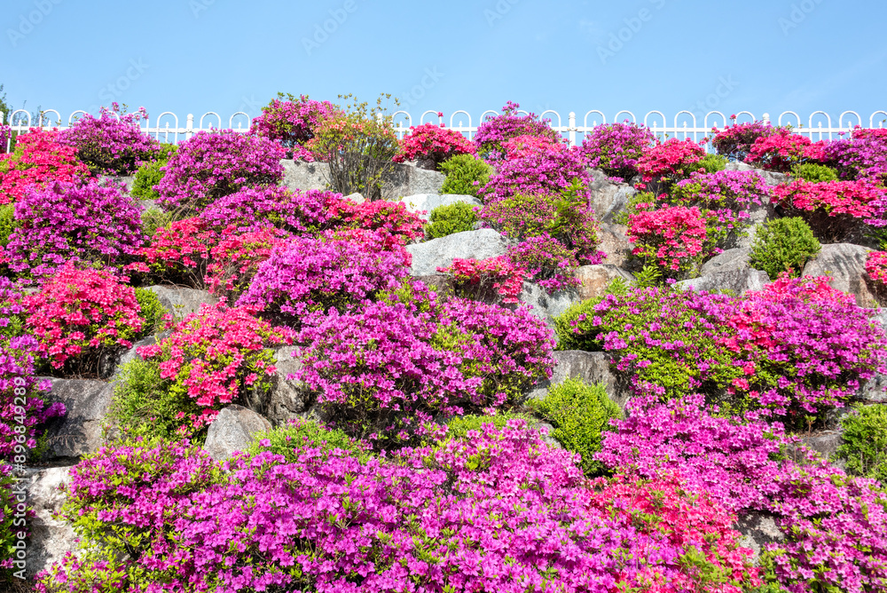 Obraz premium 철쭉꽃이 활짝 핀 청주 금천배수지공원의 석축-Stone embankment at Geumcheon Reservoir Park in full bloom with pink royal azaleas, Cheongju, Chungcheongbuk-do, South Korea
