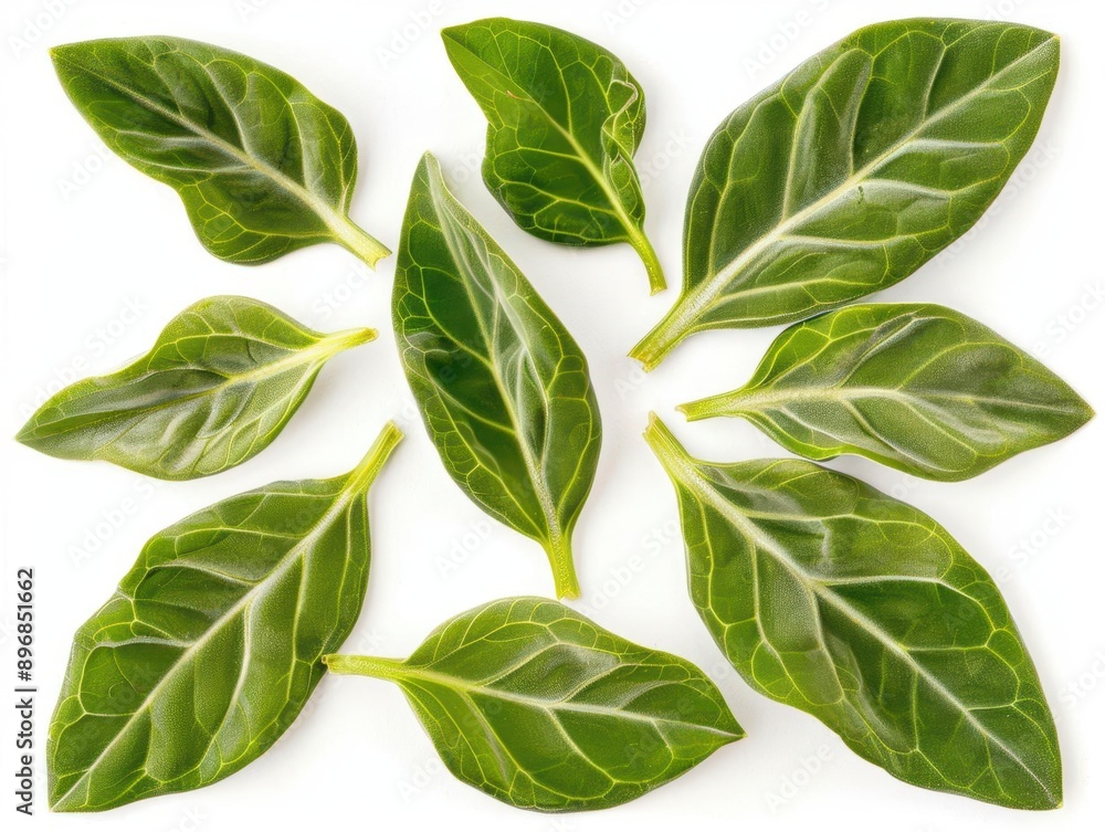 Fototapeta premium A vibrant arrangement of fresh leaves, showcasing intricate veins and deep green color, perfect for nature-themed projects.