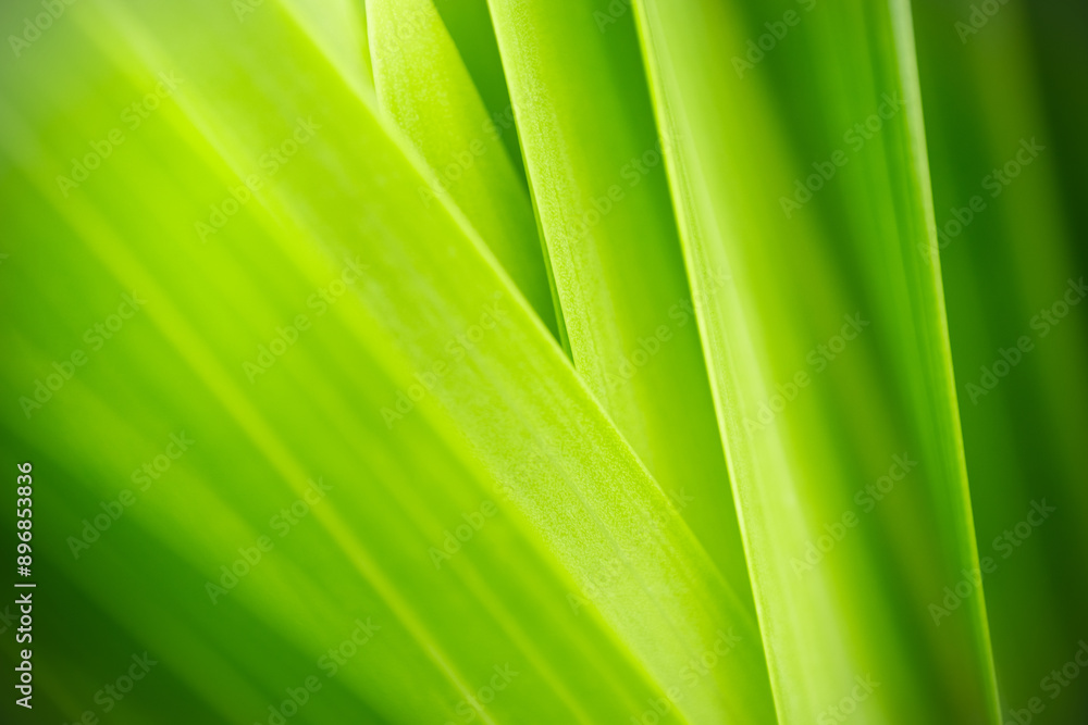 Nature of green leaf in garden at summer. Natural green leaves plants using as spring background cover page greenery environment ecology lime green wallpaper Nature of green leaf in garden at summer. Natural green leaves plants using as spring background cover page greenery environment ecology lime green wallpaper