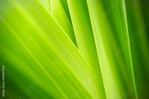 Nature of green leaf in garden at summer. Natural green leaves plants using as spring background cover page greenery environment ecology lime green wallpaper