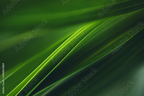 Dark green leaf texture, Natural green leaves using as nature background wallpaper or tropical leaf cover page