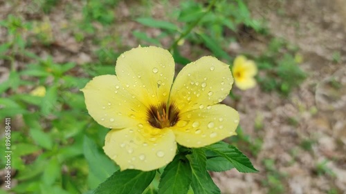 Video of Turnera ulmifolia flowers blooming