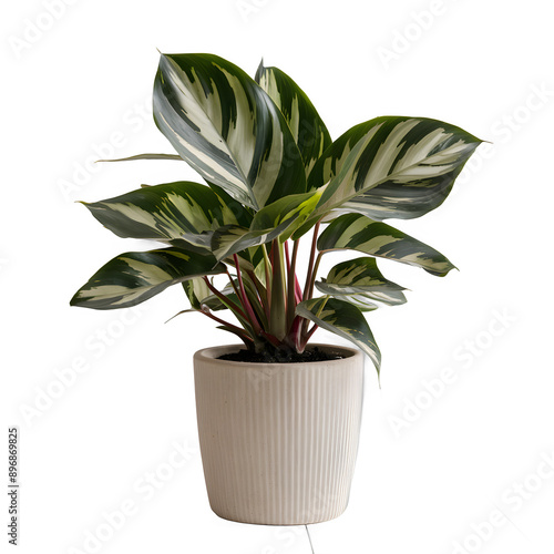 3D Calathea Dottie plant 3 on Transparent Background PNG, 3D Potted Plant photo