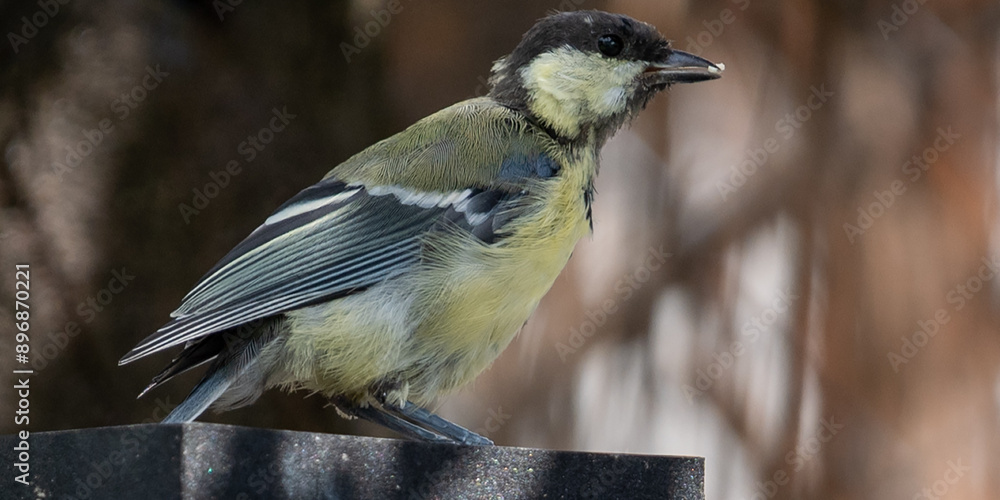 Fototapeta premium oiseau