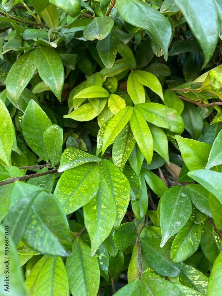close-up green leaf in the wild close-up green leaf in the wild