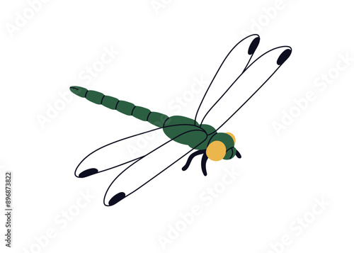 Dragonfly flying. Small summer insect in flight. Dragon fly soaring, gliding in air. Little fauna, winged animal. Flat graphic vector illustration isolated on white background