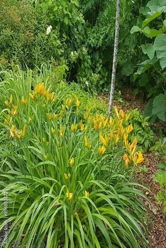 flower in the garden