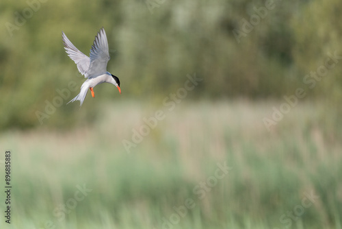 Common tern (Sterna hirundo) hovering over a marsh. photo