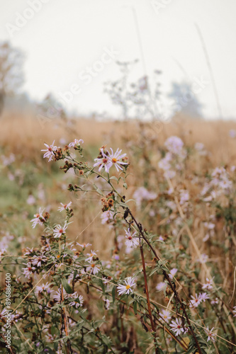 Spring wildflowers 