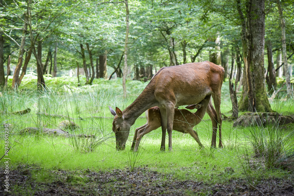 young fawn feeding near its mother young fawn feeding near its mother