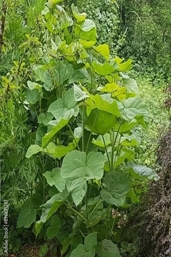 green leaves background
