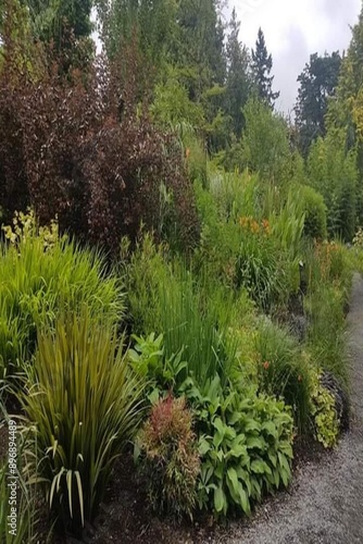 pine tree in the forest