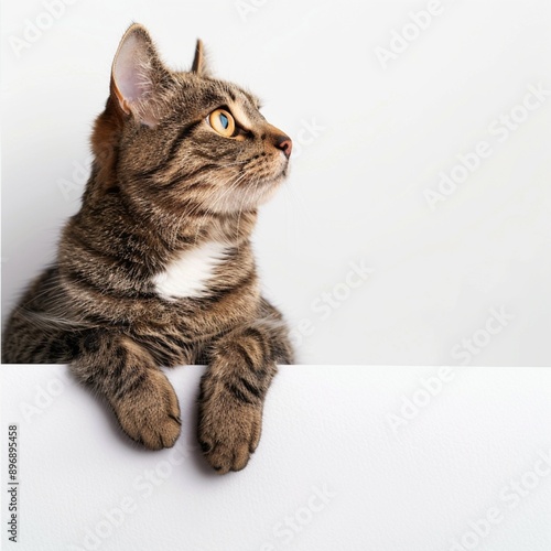 Tabby Cat Above White Banner on White Background with Text Space