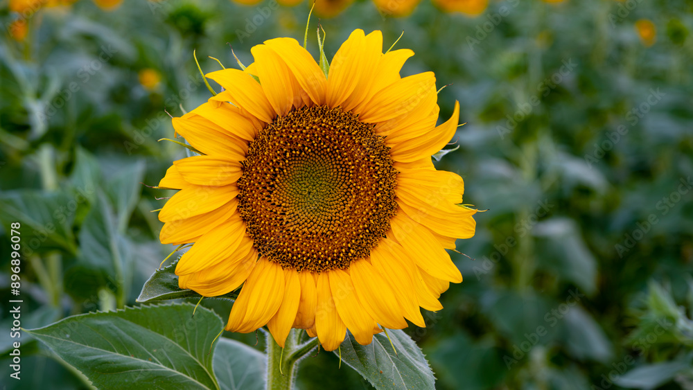 Fototapeta premium sunflower at sunset