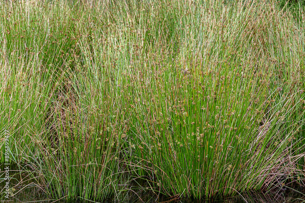 Juncus patens. Reeds, long-stemmed plants in wetland. Juncus patens. Reeds, long-stemmed plants in wetland.