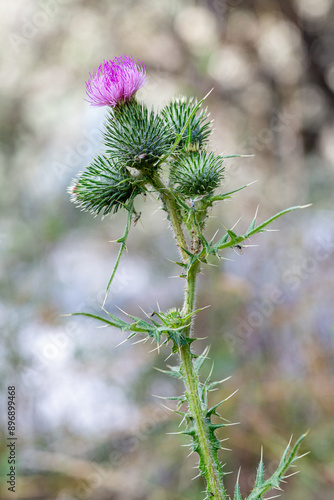 Cirsium vulgare. Common thistle, detail of a branch with its leaves, spikes and inflorescences. photo