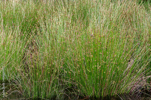 Juncus patens. Reeds, long-stemmed plants in wetland.