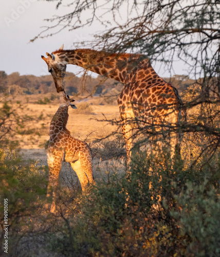 Canvas Print giraffe is a large African hoofed mammal belonging to the genus Giraffa