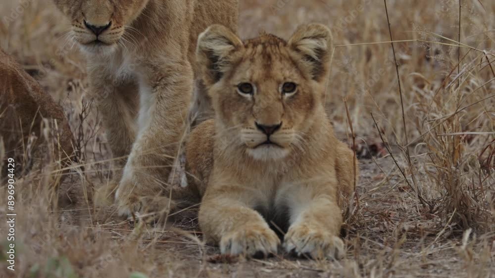 lion cubs lining up in Kruger National Park lion cubs lining up in Kruger National Park