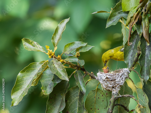 Common iora mother bird, feeding her chicks worms in a tree nest photo