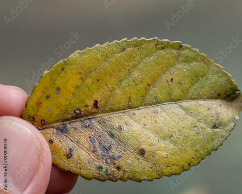 rose black spot fungus infected leaf  photo