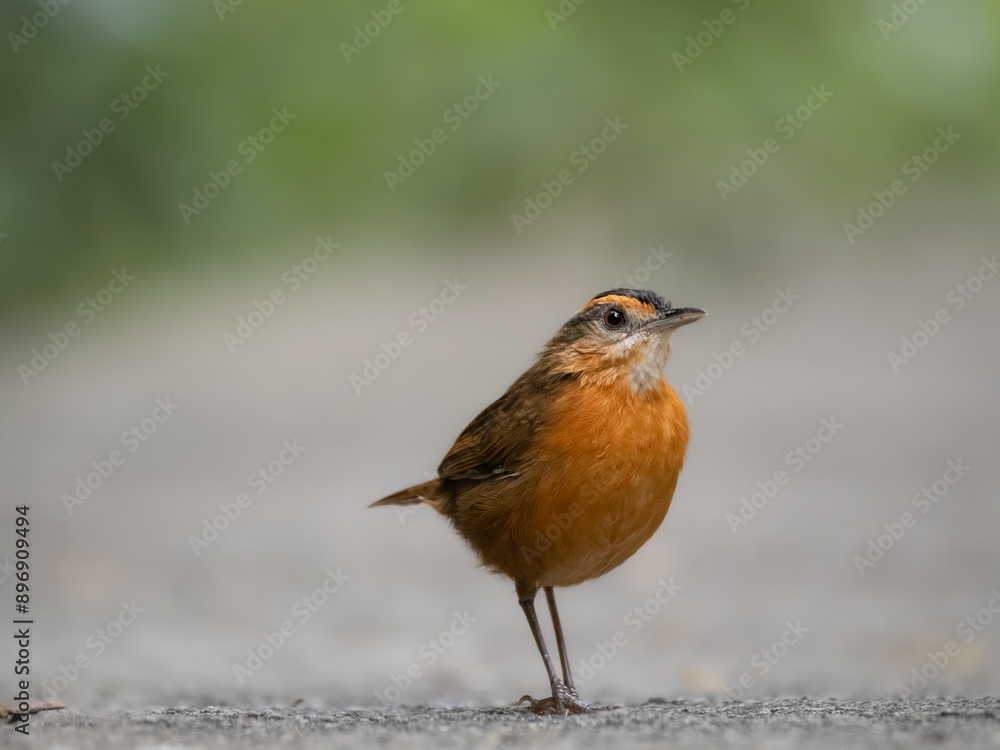 Javan black capped babbler in the middle of road looking for food Javan black capped babbler in the middle of road looking for food