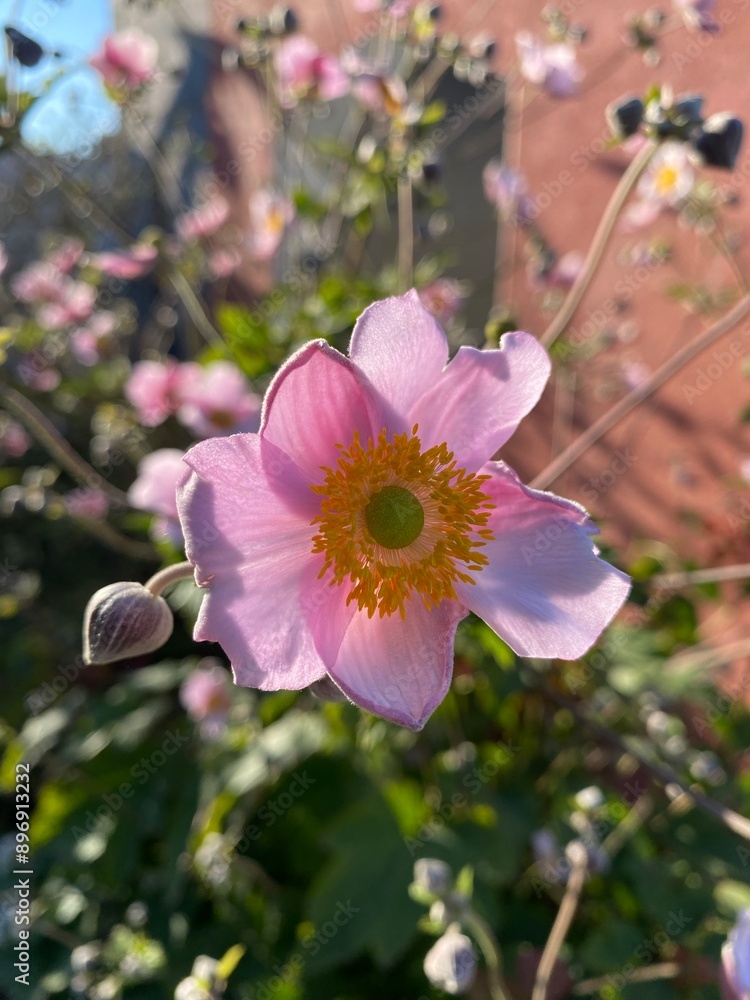 Fototapeta premium little pink flower in garden 