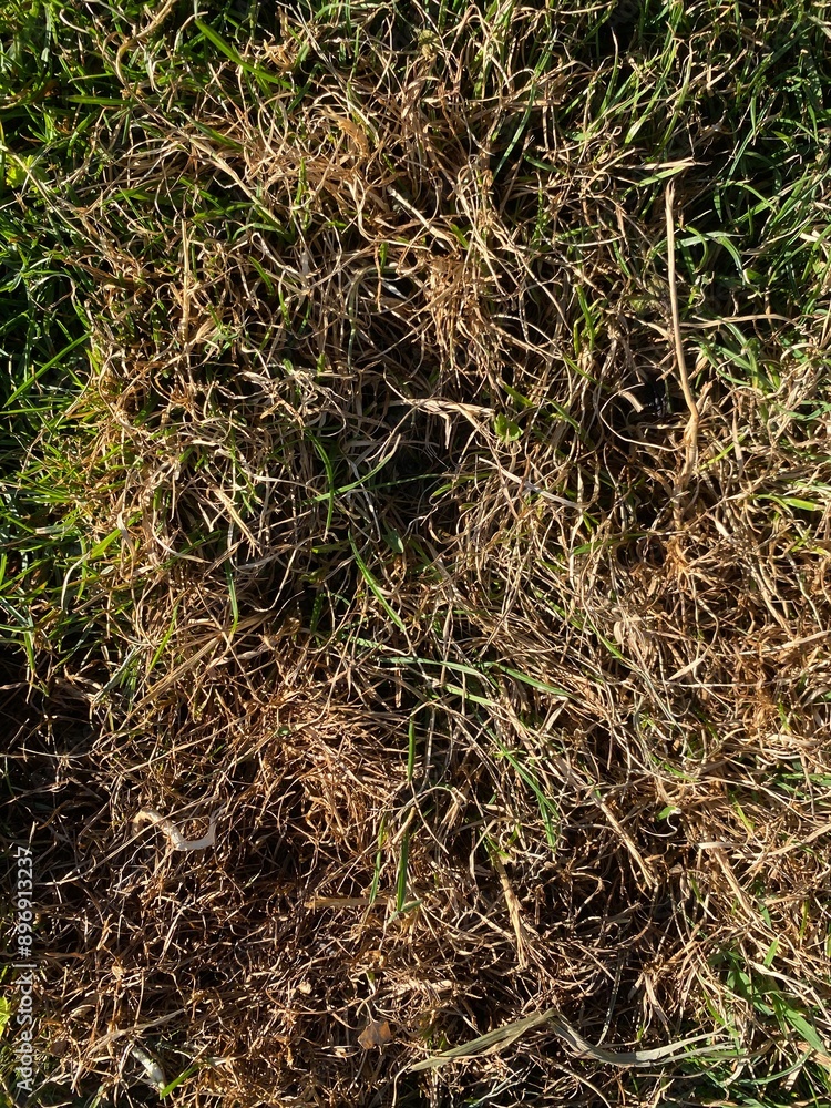 damaged lawn, victim of drought or disease damaged lawn, victim of drought or disease