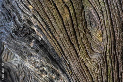 Colorful pattern of old wood for background