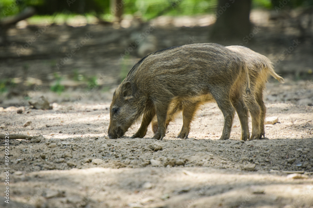 view of a wild boar in the forest view of a wild boar in the forest