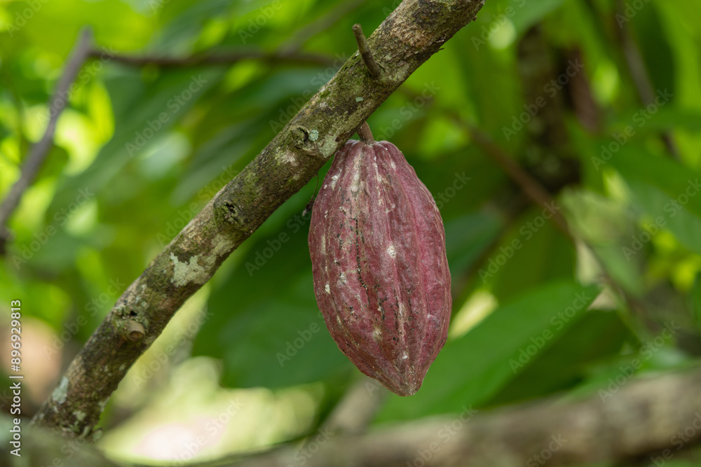 A cocoa fruit attached to the cacao tree A cocoa fruit attached to the cacao tree