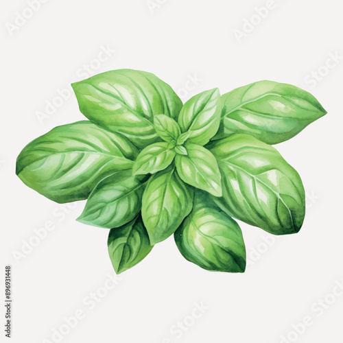 Fresh green basil leaves illustration