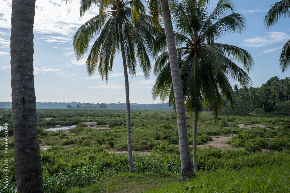 Fototapeta premium Coconut plantations in Indonesia