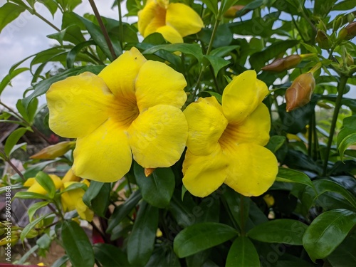 Alamanda flower (Allamanda cathartica) in the morning