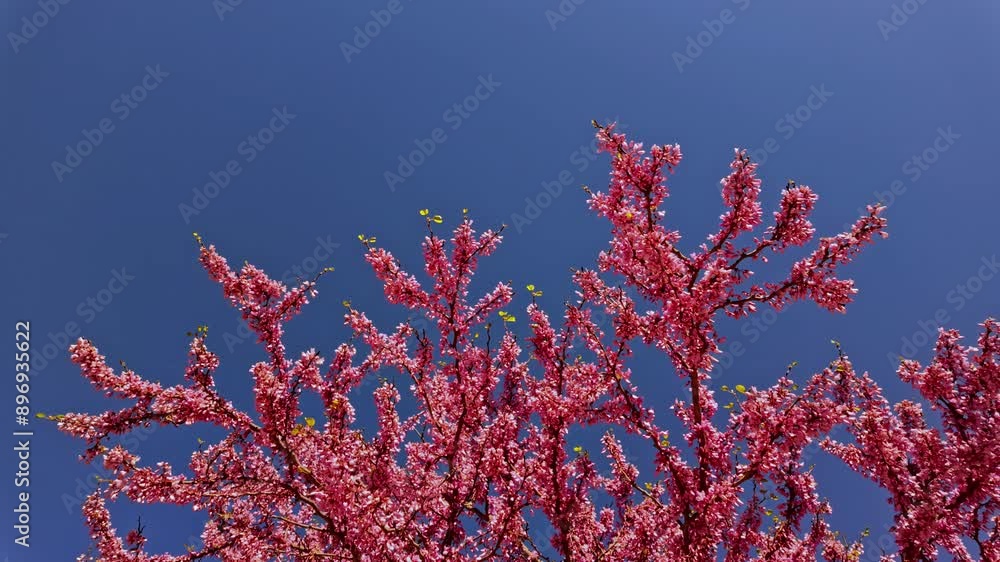 Birds fly among blooming cherry blossom tree Birds fly among blooming cherry blossom tree