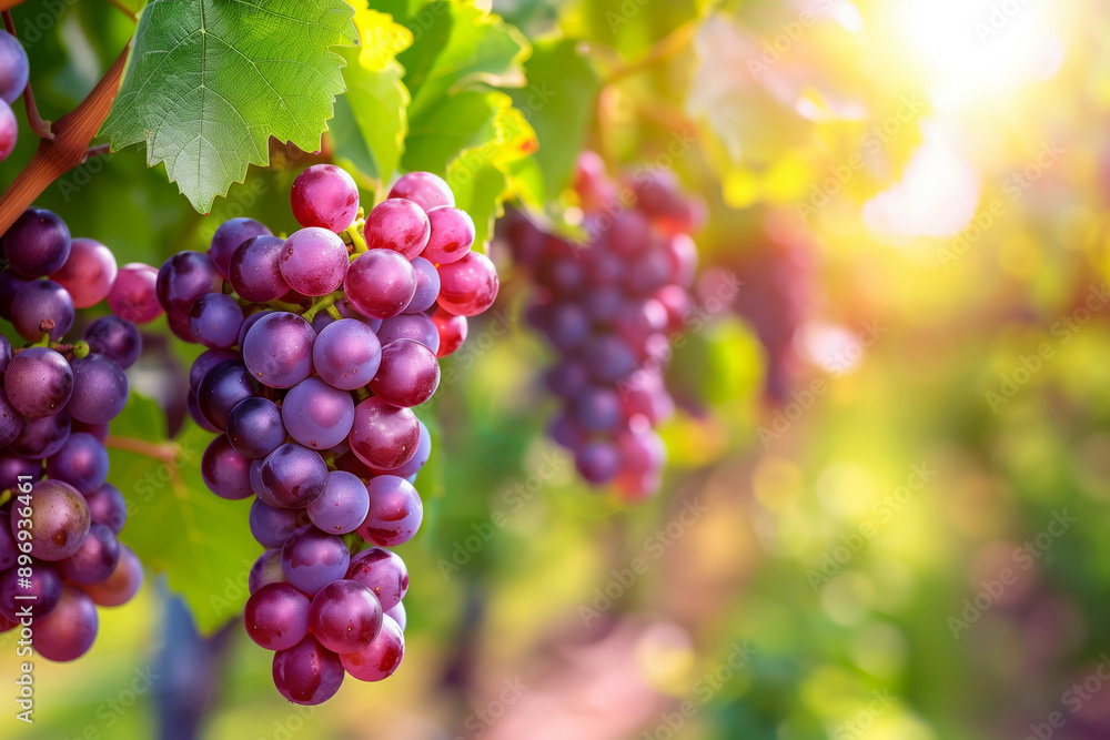 Grapes hanging from the vine in an orchard with sunlight filtering through, creating a vibrant and colorful background Grapes hanging from the vine in an orchard with sunlight filtering through, creating a vibrant and colorful background